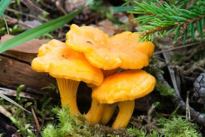 Рыжие лисички