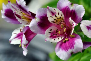 Альстрёмерия шикарная