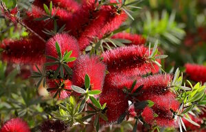 Каллистемон