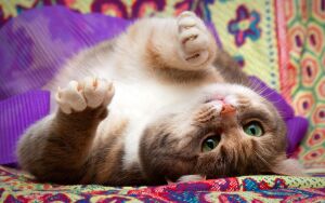 Кошка играется