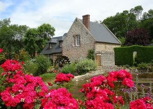 Цветы и мельница