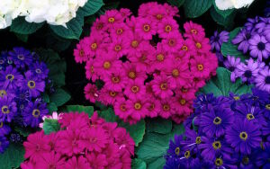 Цветы астерия