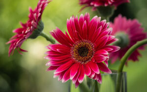 Герберы красные