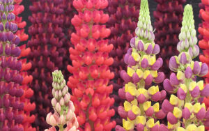 Красные люпины