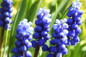 Гадючий лук