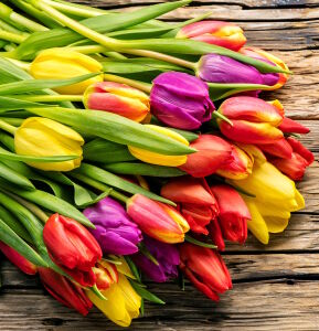Цветные тюльпаны