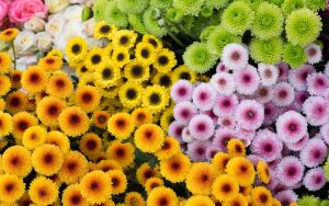 Хризантемки