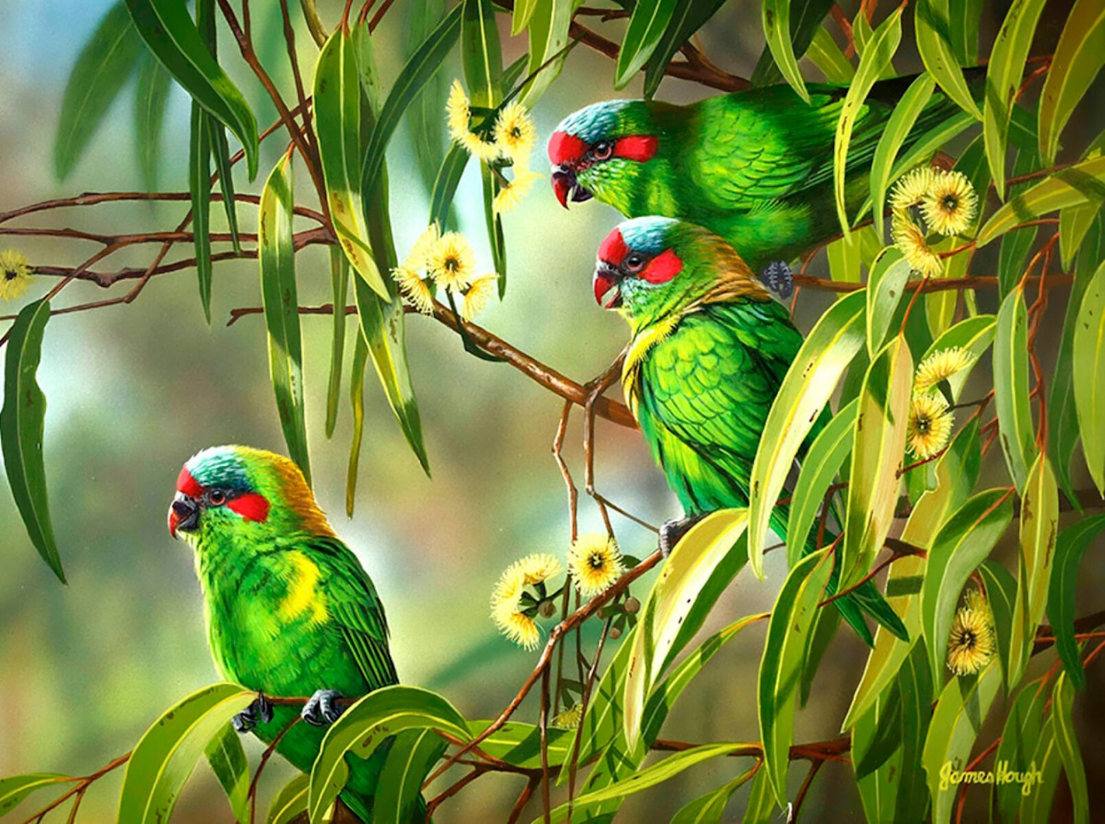 Зеленые попугайчики
