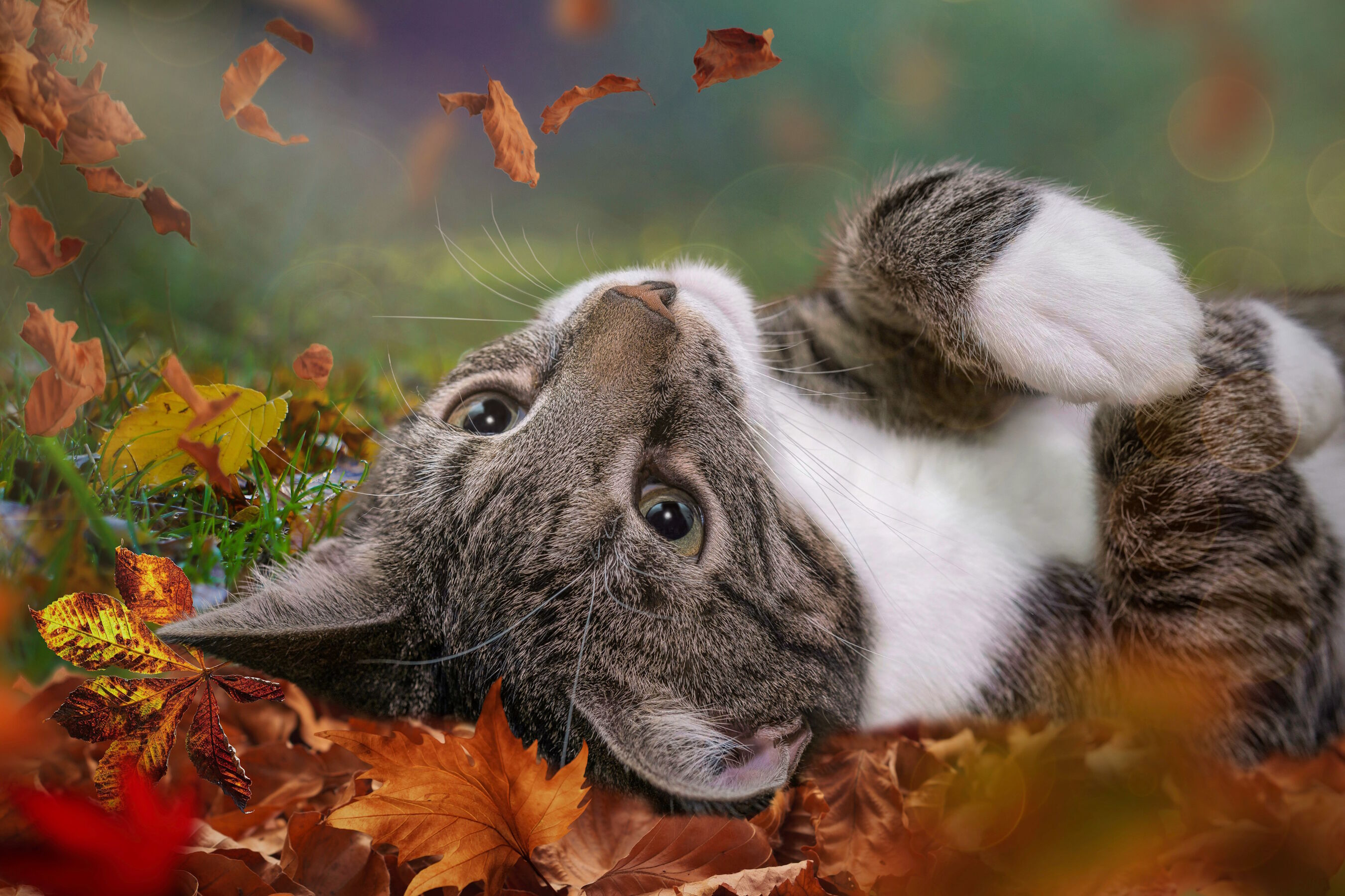 Падающие листья и кот