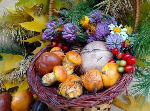 Грибы и клевер