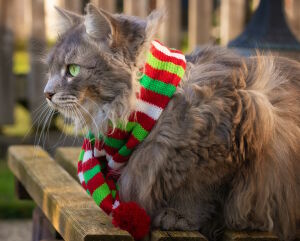 Кот в шарфе