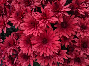 Хризантема красная