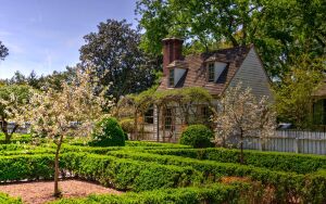 Зелёная изгородь