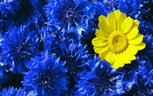 Среди васильков