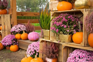 Тыквы с цветами