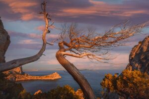 Сухие деревья