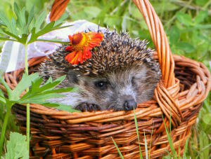 Ёжик в корзинке