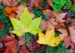 Листья клена на траве