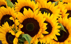 Яркие подсолнухи