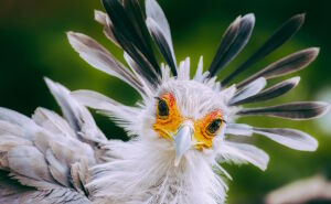 Птица-секретарь