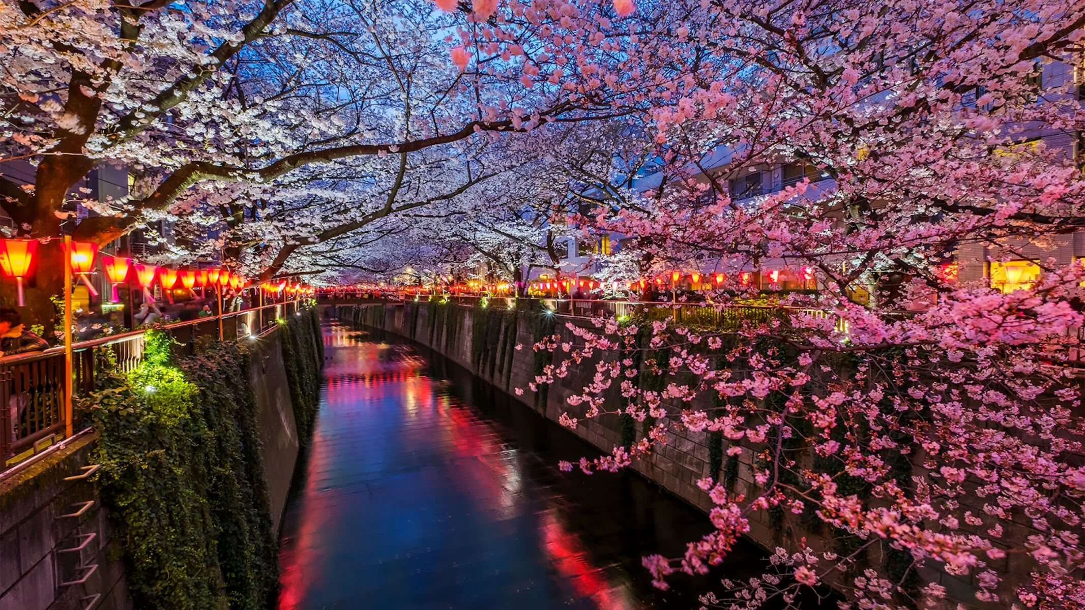 Цветение сакуры в городе