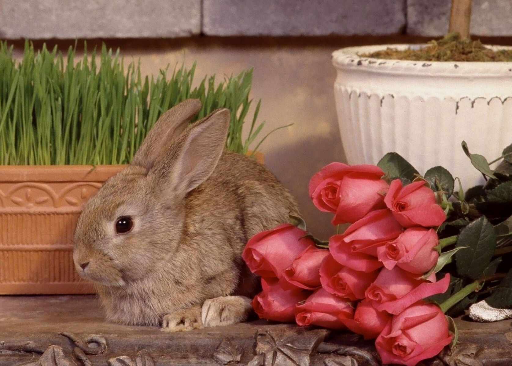 Кролик и розы
