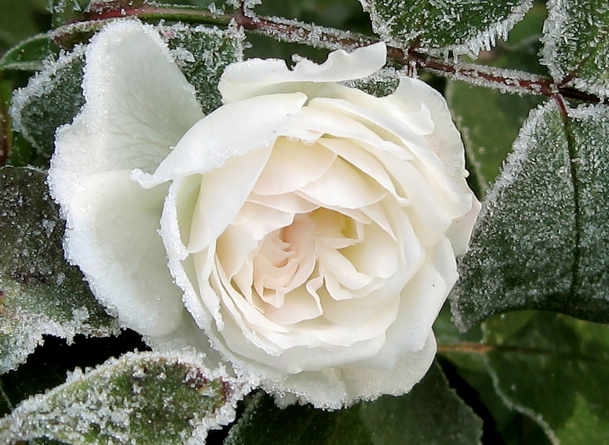 Белая роза и иней