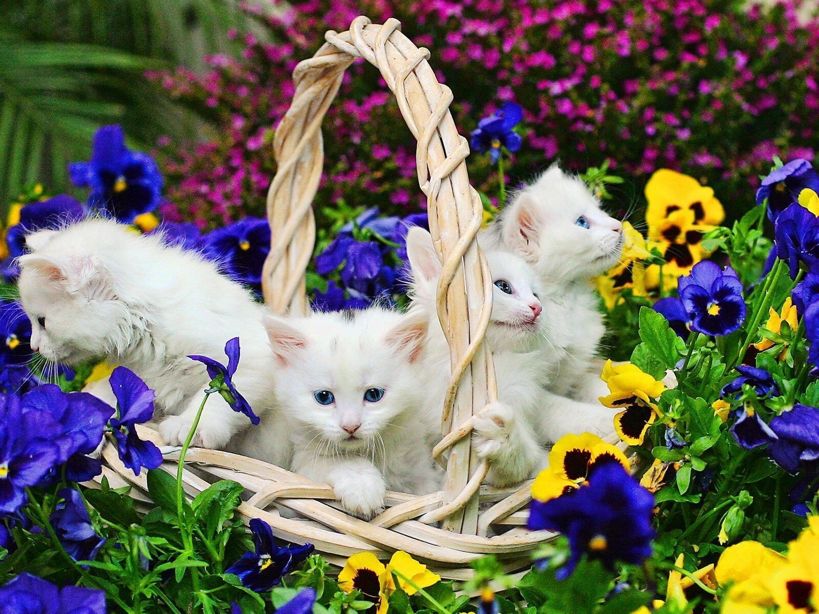 Белые котята в корзине