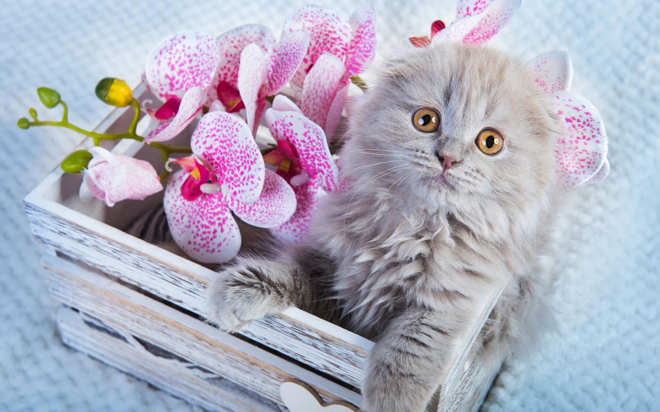 Котенок и орхидея