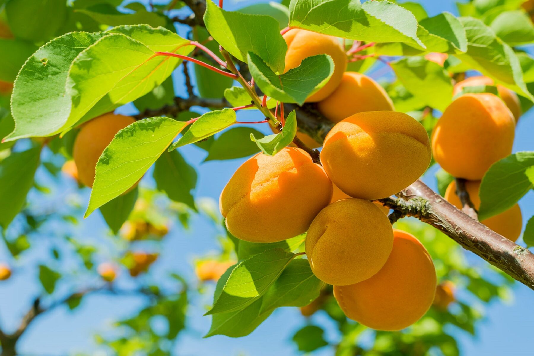 Спелые абрикосы на ветке