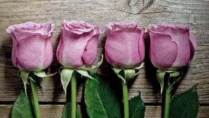 Четыре розы