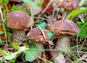 Подберёзовики в траве