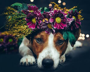 Песик с венком