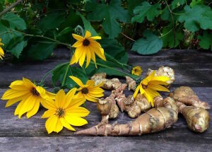 Топинамбур