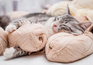 Кот с пряжей