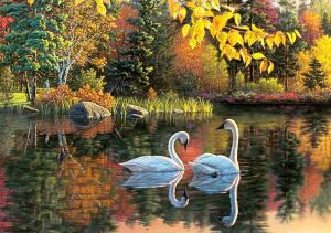 Лебединая пара осенью