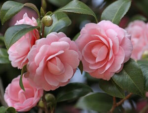 Нежные камелии