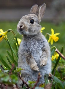 Крольчонок