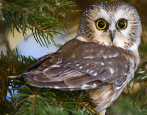 Глазастая сова