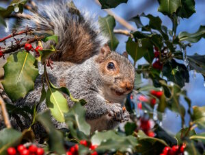 Белка ест ягоды