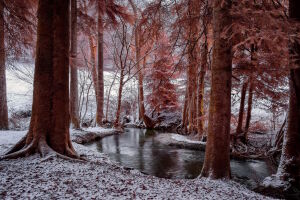 Красные деревья