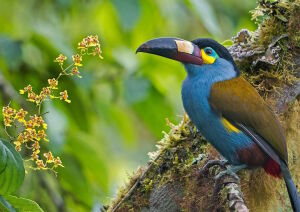 Плоскоклювая андигена