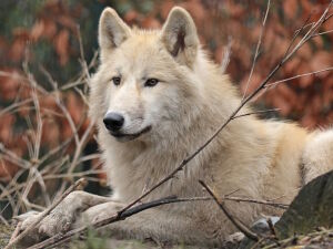 Красивый волк