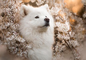 Самоедская собака