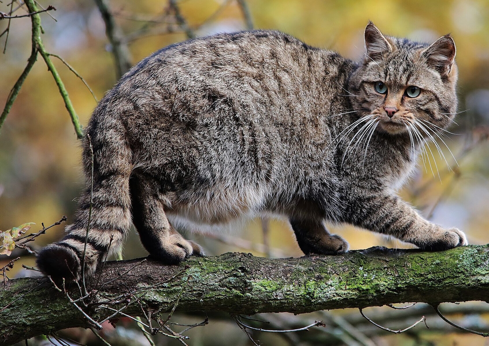 Андская кошка