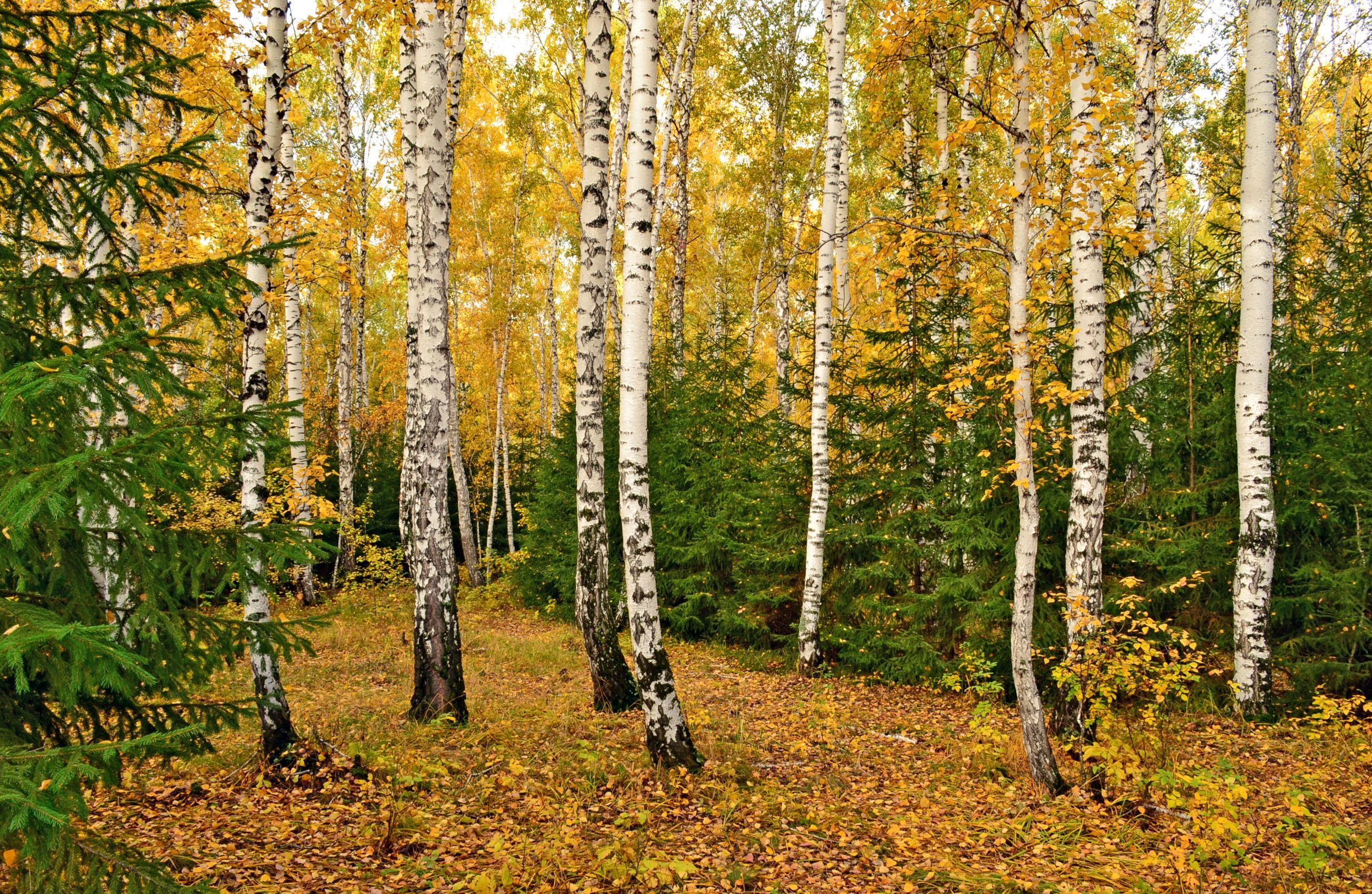 Лес с березами