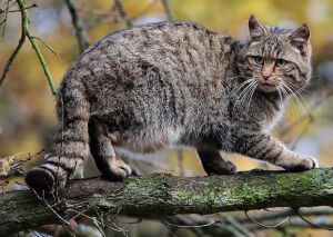 Андская кошка