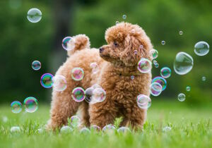 Пудель и пузыри