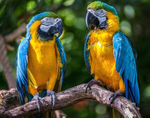 Два попугая Ара