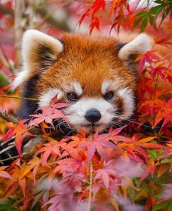 Красная пандочка